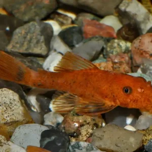 Versand Am Gleichen Tag Roter Antennenwels (Ancistrus dolichopterus var.) Größe S